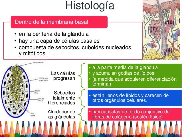 Las vitaminas para el crecimiento de los cabello y de la caída a los niños