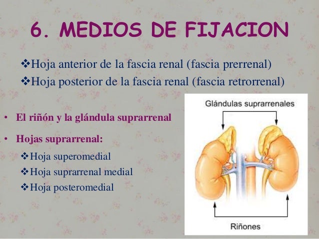 Medio De Fijacion De Los Riñones es.slideshare.net