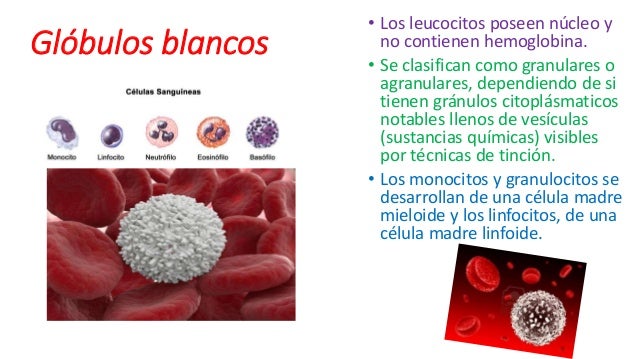 Glóbulos blancos