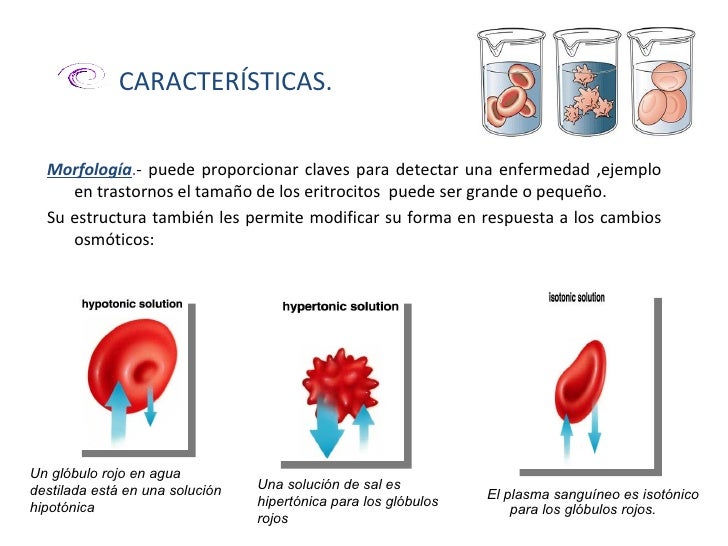 Los peces de acuario el tratamiento de los parásitos