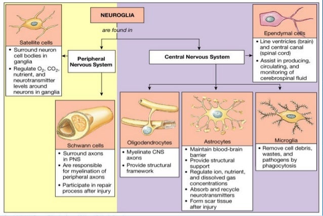 Glial cells - Neurobiology and Clinical Aspects