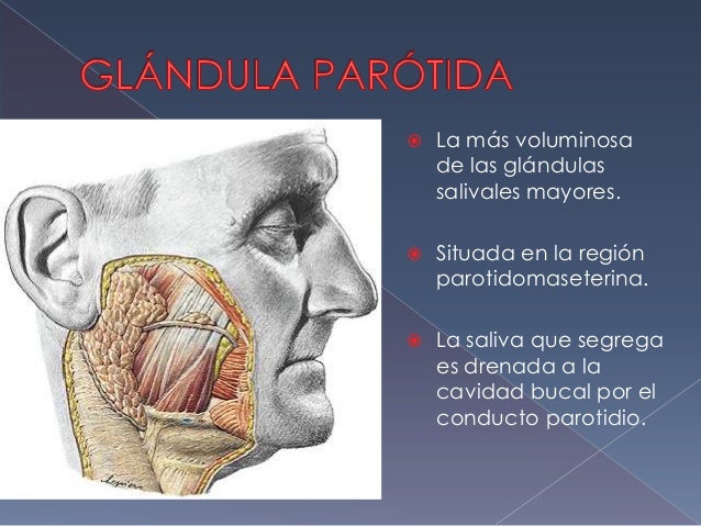 Glándula parótida, submaxilar y sublingual