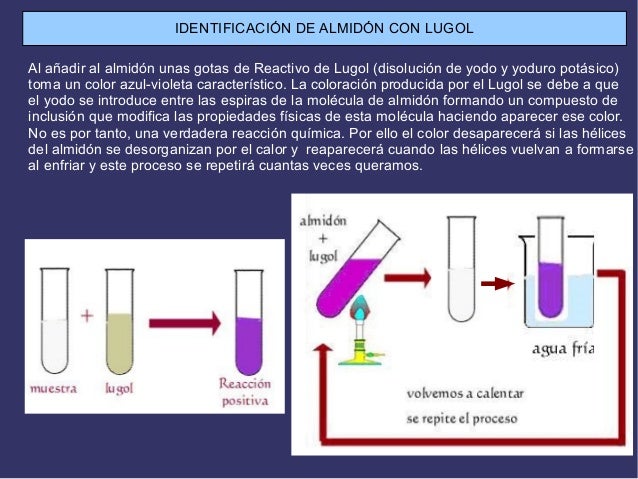 Glucidos estructura y funcion