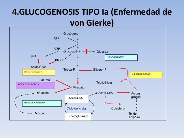 Enfermedades genéticas con explicaciones bioquímicas   Glucogenosis-2010-13-638