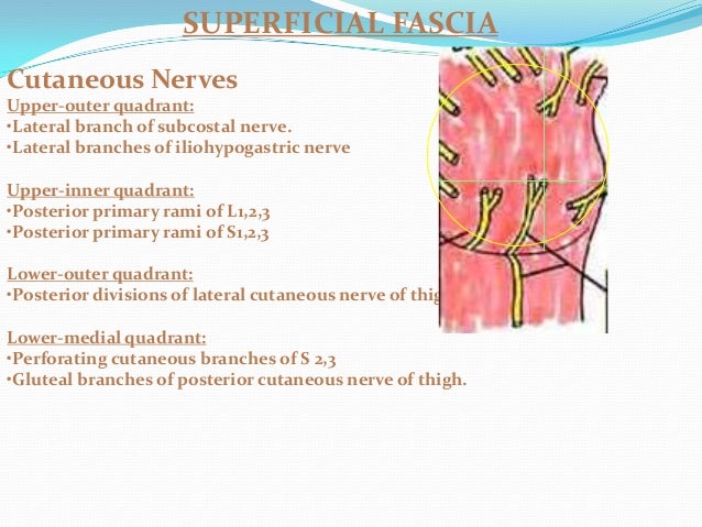 Anatomy of Gluteal Region