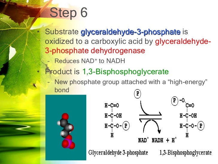 Essay questions on carbohydrate metabolism