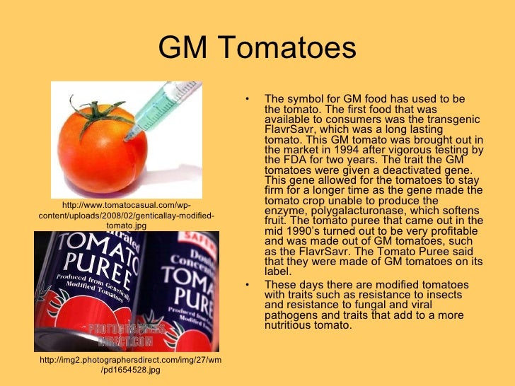 History of GMO Foods and GMO Tomatoes Modified Tomatoes