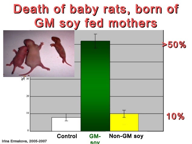 the health risks of genetically modified gmo foods the health risks of genetically modified gmo foods the health risks of genetically modified gmo foods the health risks of genetically modified gmo foods