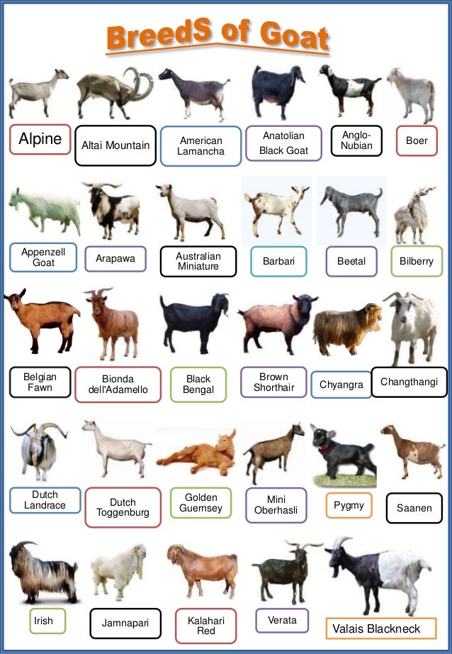 Goat Breeds In India With Images At Mary Loomis Blog Goat Breeds In India With Images At Mary Loomis Blog