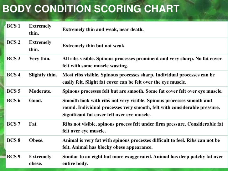 newborn feeding chart