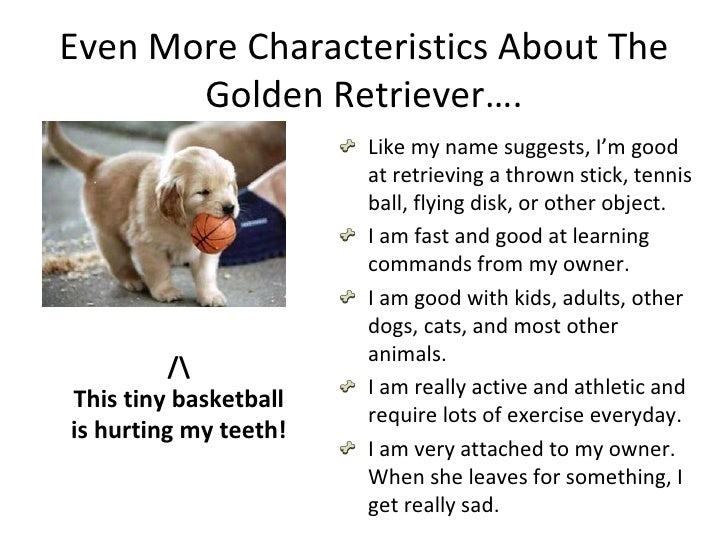 golden retriever character traits goldie s golden retriever golden retriever character traits goldie s golden retriever