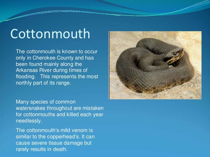 Know Your Kansas Snakes