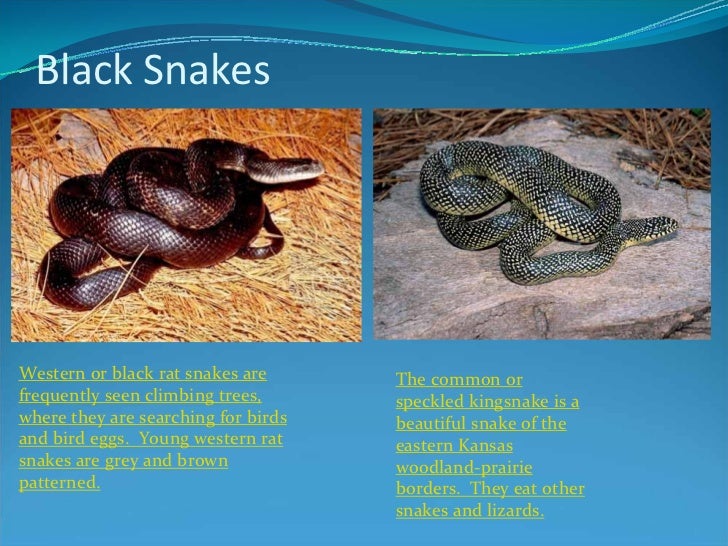 Know Your Kansas Snakes