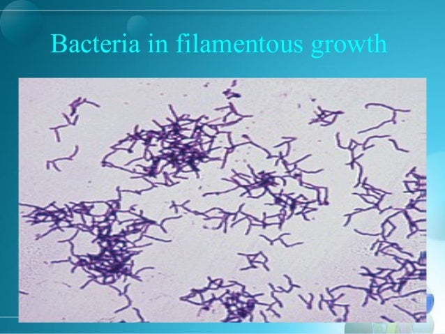 gram positive rods gram positive rods