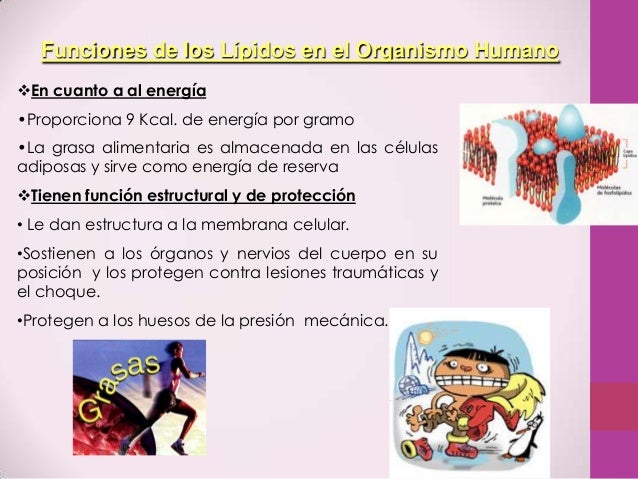 Bueno la crema de belleza de los granos