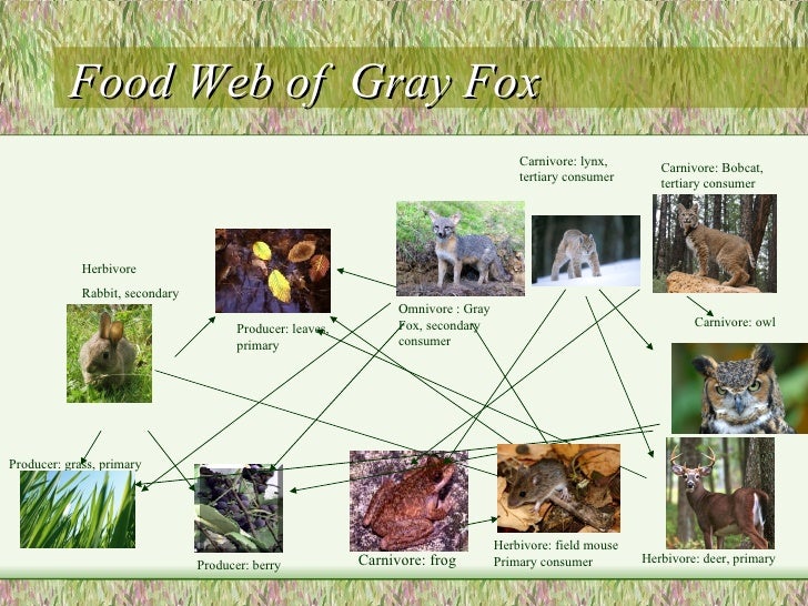 Gray fox bio period 4 Micah Tennant