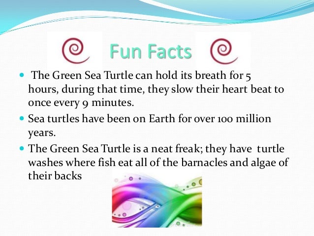 Fun Facts About Sea Turtles For Kids Fun Facts About Sea Turtles For Kids