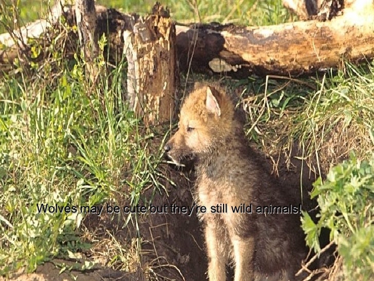 Grey Wolves In Michigan