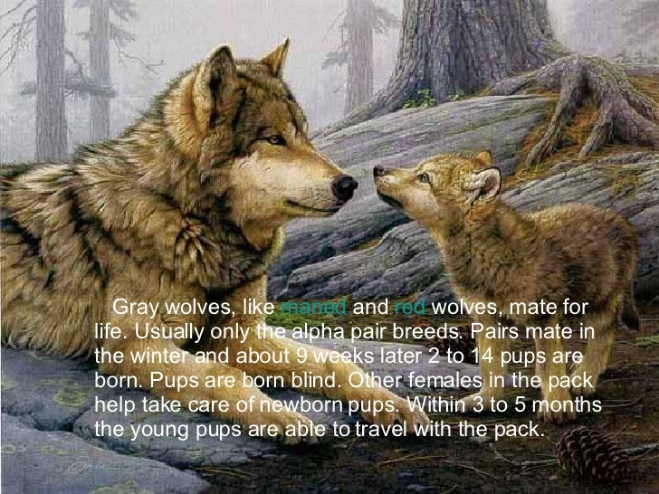 Grey Wolves In Michigan
