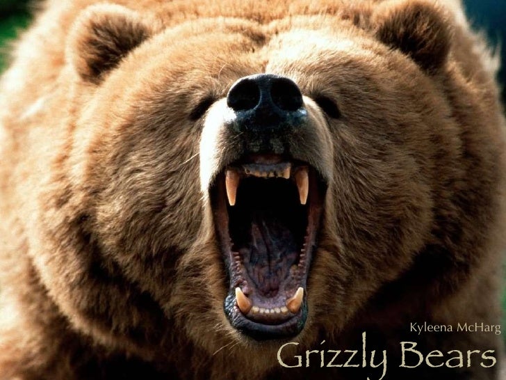 Watch Big Bear HD 1080P Watch Big Bear HD 1080P