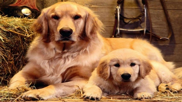grooming golden retriever grooming your golden retriever grooming golden retriever grooming your golden retriever