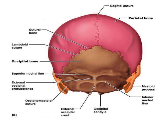 Gross anatomy of the head and neck