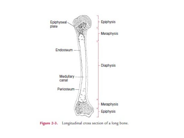 Parts Of Long Bone Diagram - MCAT Biology Chapter 6-Muscoloskeletal