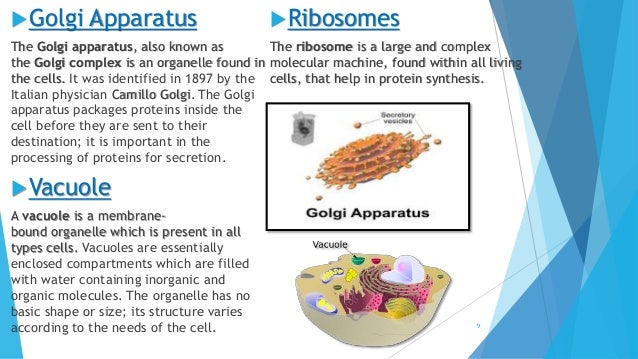 the important function of the golgi apparatus Golgi apparatus this is the organelle where components produced by the rer are packaged and sorted for secretion or incorporation into other organelles the golgi is formed by a series of stacked cisternae with a convex (cis, forming) and a concave (trans, maturing) face. the important function of the golgi apparatus Golgi apparatus this is the organelle where components produced by the rer are packaged and sorted for secretion or incorporation into other organelles the golgi is formed by a series of stacked cisternae with a convex (cis, forming) and a concave (trans, maturing) face.