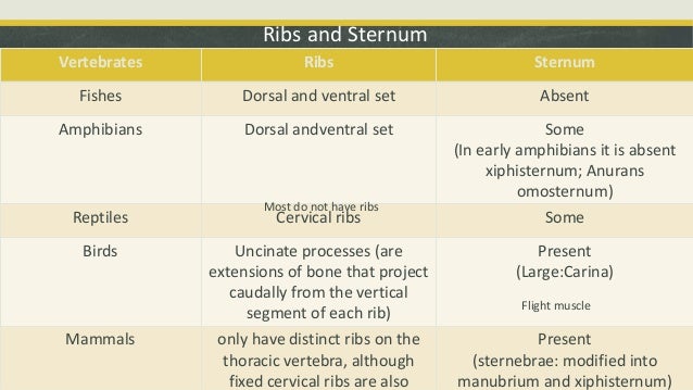 Comparative Anatomy - Skeletal System