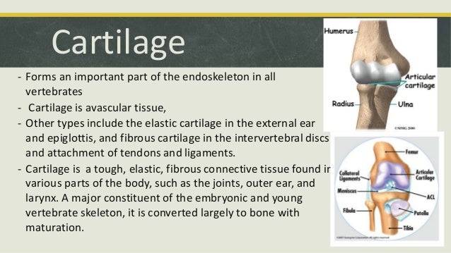 Comparative Anatomy - Skeletal System