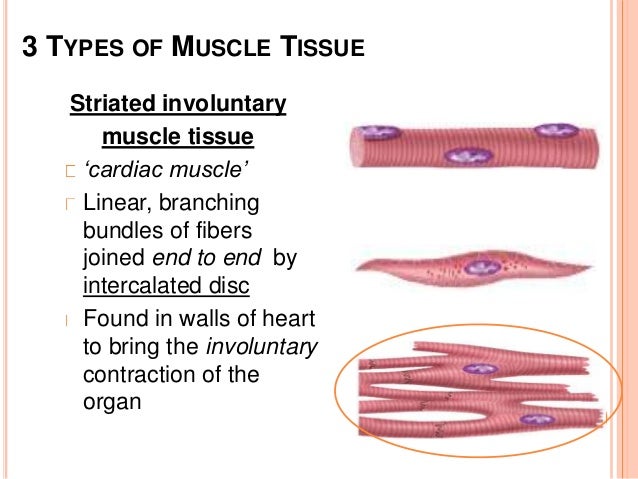 the muscular system and its functions Anatomy and physiology of muscular system human anatomy human body muscular system human skeleton muscles of the body muscle anatomy human muscles anatomy of the human body the muscular system human body for kids muscular diseases human body muscles muscular system functions diagram of the human body muscular system. the muscular system and its functions Anatomy and physiology of muscular system human anatomy human body muscular system human skeleton muscles of the body muscle anatomy human muscles anatomy of the human body the muscular system human body for kids muscular diseases human body muscles muscular system functions diagram of the human body muscular system.
