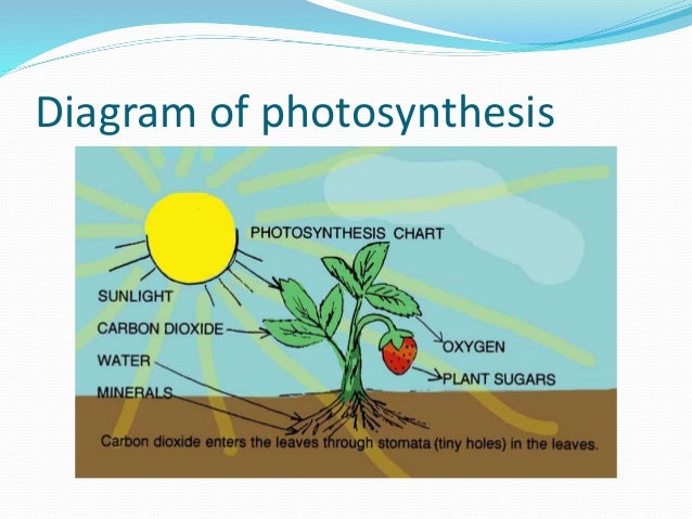 diagram of photosynthesis 3 pr presentation diagram of photosynthesis 3 pr presentation