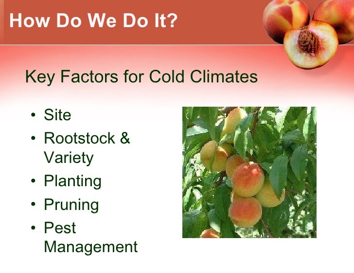 Growing Peaches In Climate Zone 5