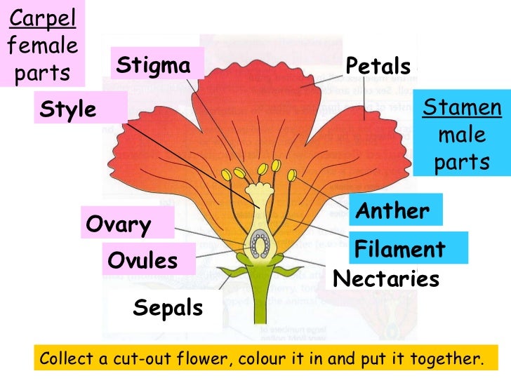 Growing plants