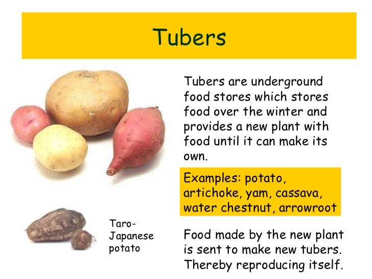 Tuber Vegetables Examples Pictures to Pin on Pinterest