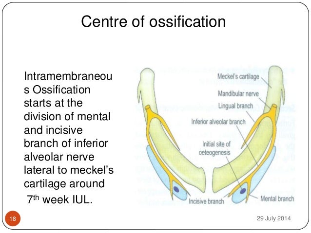 Growth and development of the mandible 1 seminar