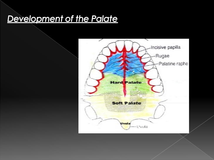 Growth of maxilla