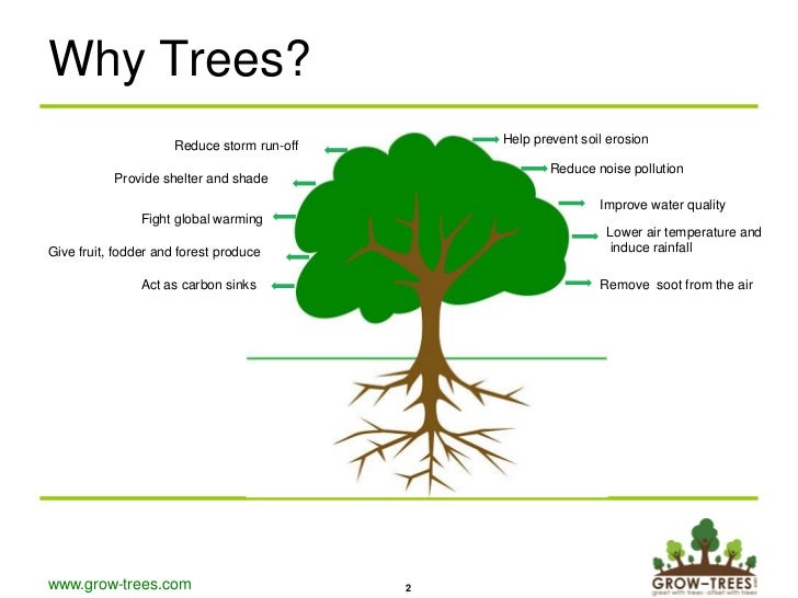 Grow trees presentation corporates v6 forest diagram carbon sinks 