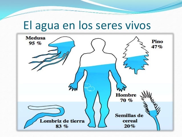 Resultado de imagen de El agua en los organismos vivos