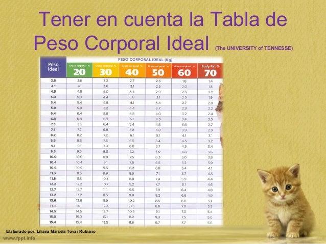 Guía para manejo exitoso del peso en gatos