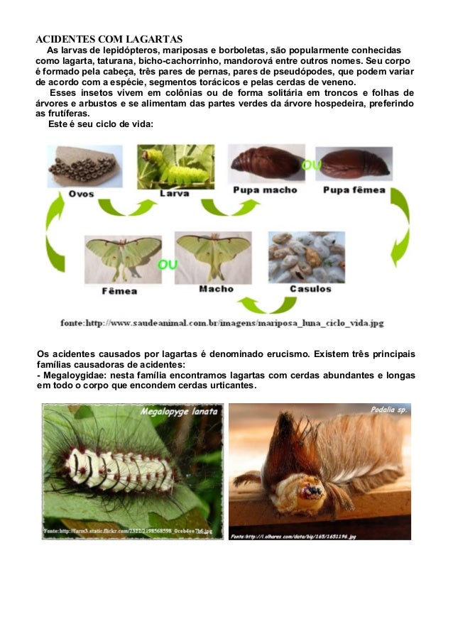 ACIDENTES COM LAGARTAS
As larvas de lepidópteros, mariposas e borboletas, são popularmente conhecidas
como lagarta, tatura...