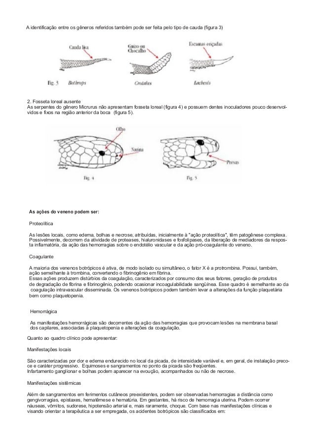 A identificação entre os gêneros referidos também pode ser feita pelo tipo de cauda (figura 3)
2. Fosseta loreal ausente
A...