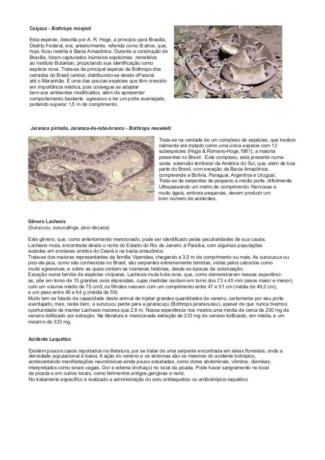 Caiçaca - Bothrops moojeni
Esta espécie, descrita por A. R. Hoge, a princípio para Brasília,
Distrito Federal, era, anteri...