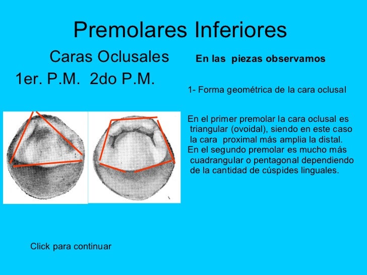 Guiamorfologia