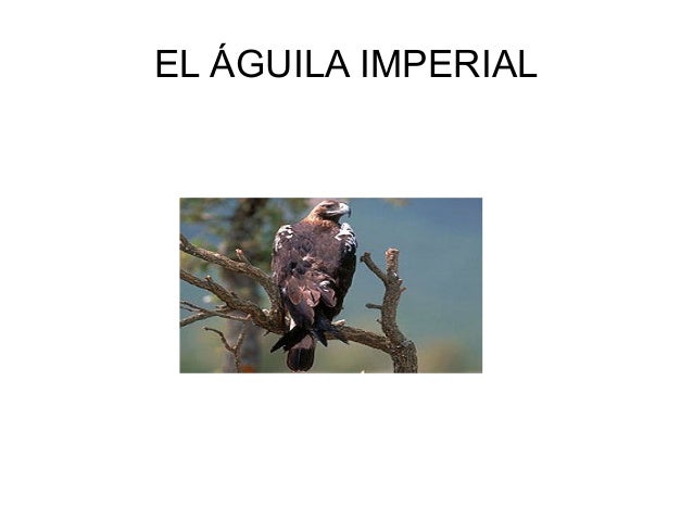 Águila imperial