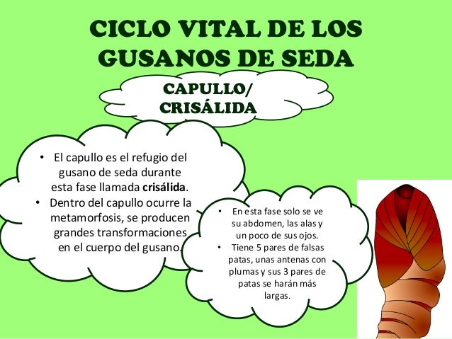Los parásitos las setas nsp