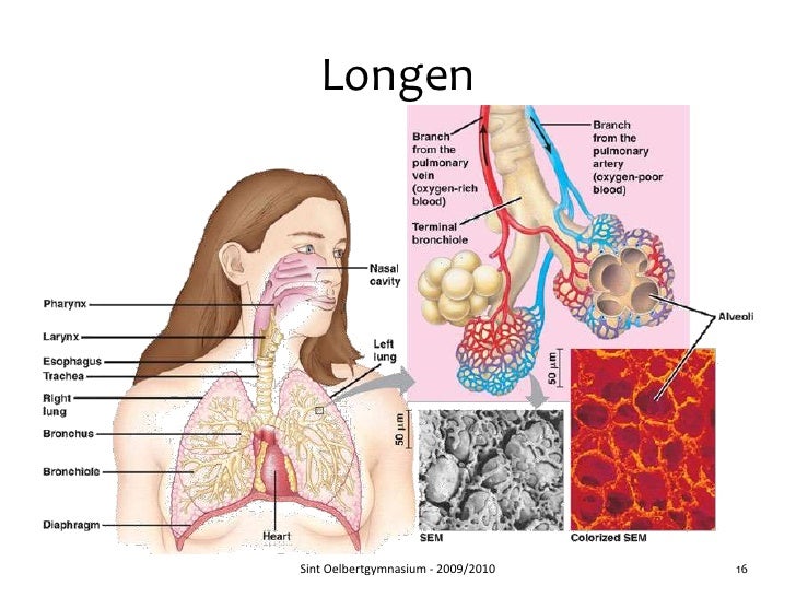 Longen En Luchtwegen