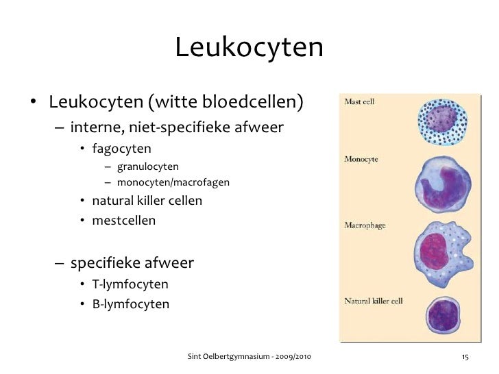 Hoofdstuk 36 - Audesirk