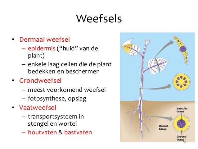 Hoofdstuk 42 - Audesirk
