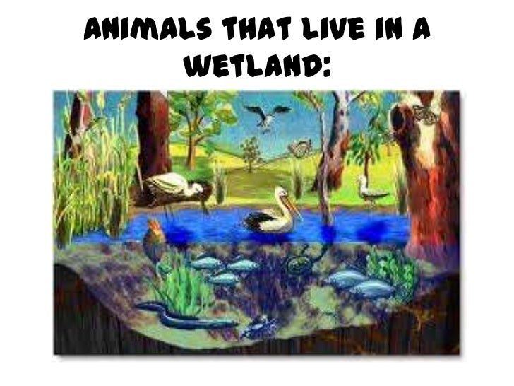 What types of animals live in wetlands?